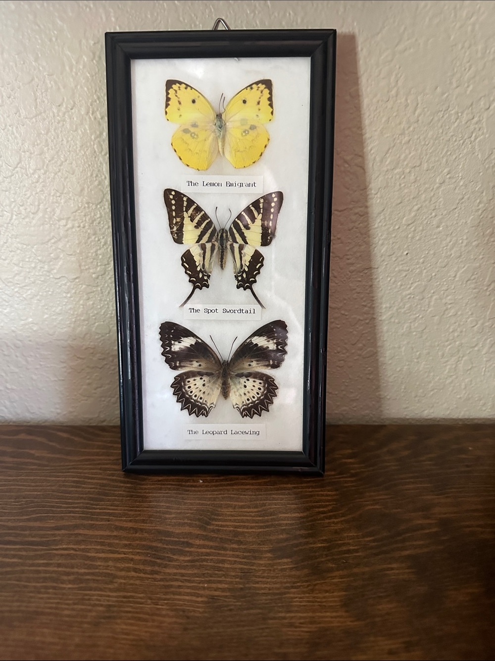 Three real Butterfly black frame Display 4x8